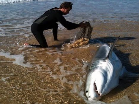 Shark ‘Came Out of the Water’