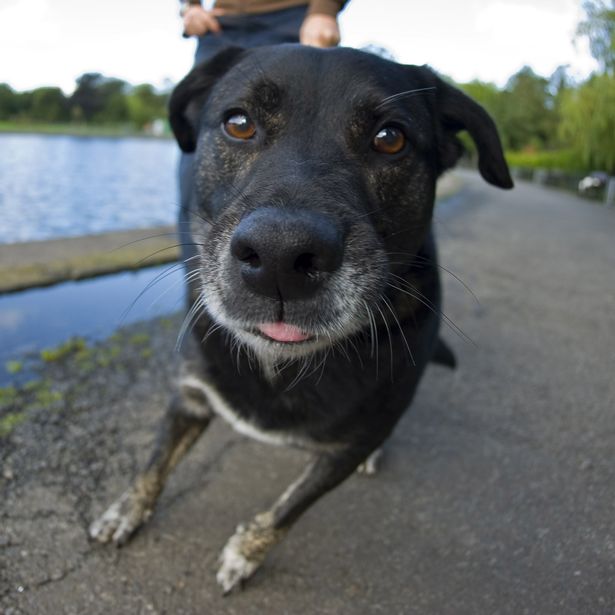 It may not be pleasant but taking your dog out to do its business without cleaning it up afterwards can get you in foul mess. Councils hand out fines of $100 to anyone seen not clearing up after their dog. If you are prosecuted in court, you could even receive a fine of up to $1000