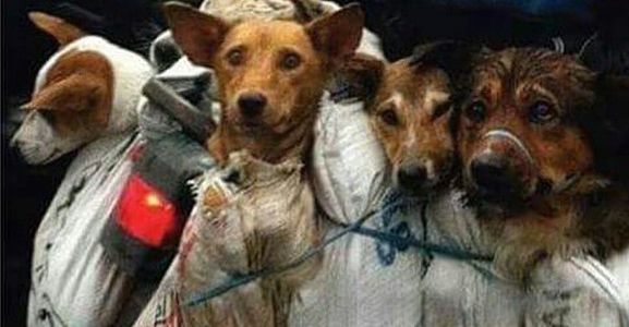 https://www.change.org/p/president-of-the-people-s-republic-of-china-stop-the-yulin-dog-meat-eating-festival