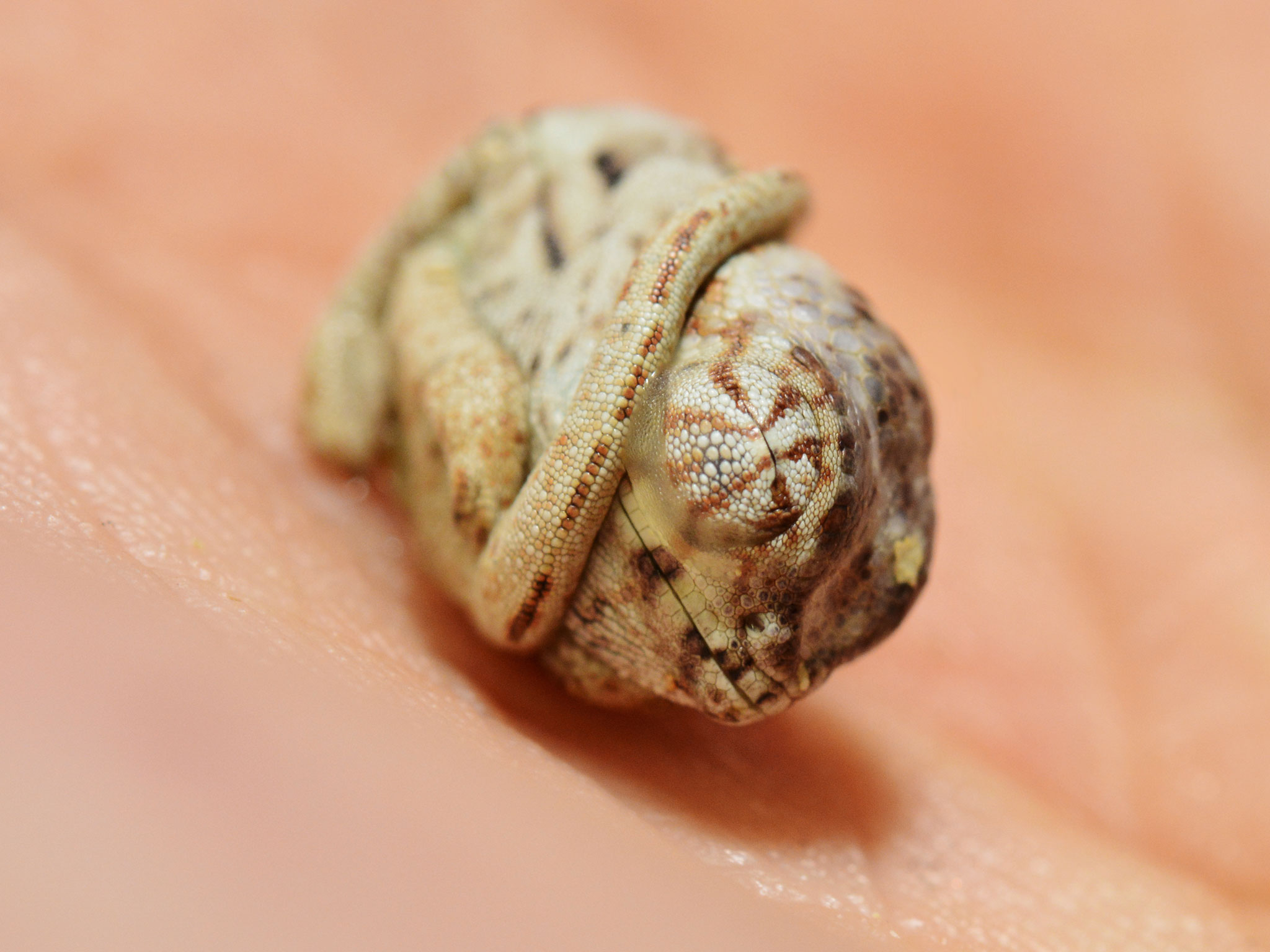 Looks like someone needs a wake-up call: This newborn baby chameleon hadn't yet realized it had hatched.