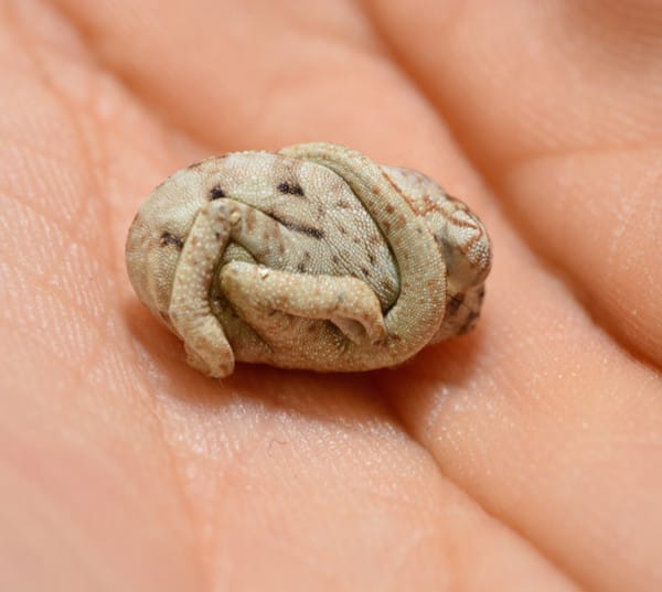 Thinking it was still in its shell, the dime-size reptile stayed curled in a egg-shaped ball, its tail tucked over its shoulder—giving us a rare peek into a developing chameleon's world.