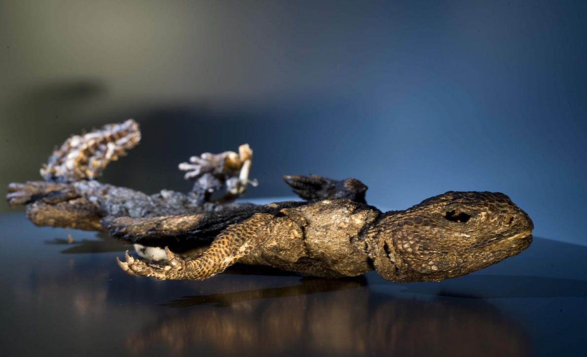 This spiny-tailed lizard, naturally mummified by the heat of the Sahara Desert, is likely less than a century old.
