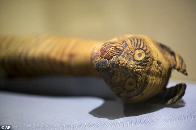 World of Animal Mummies