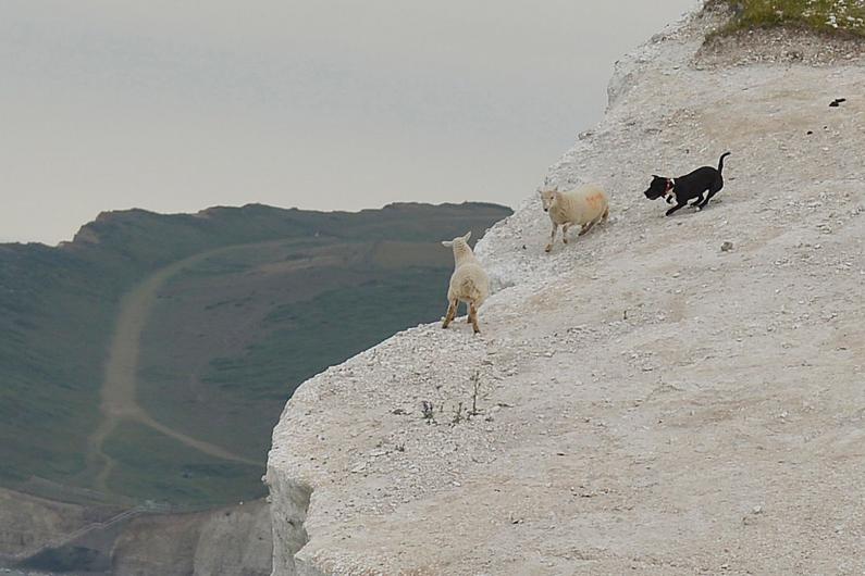 This is the shocking moment an out-of-control dog forced a sheep to plummet 70 feet over a cliff edge to it's death.