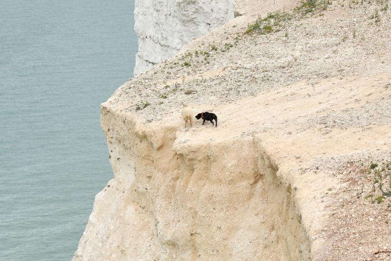 The rampaging canine penned the two sheep back towards the cliff at Seven Sisters Country Park in Seaford, East Sussex, shortly after 3pm on Saturday.