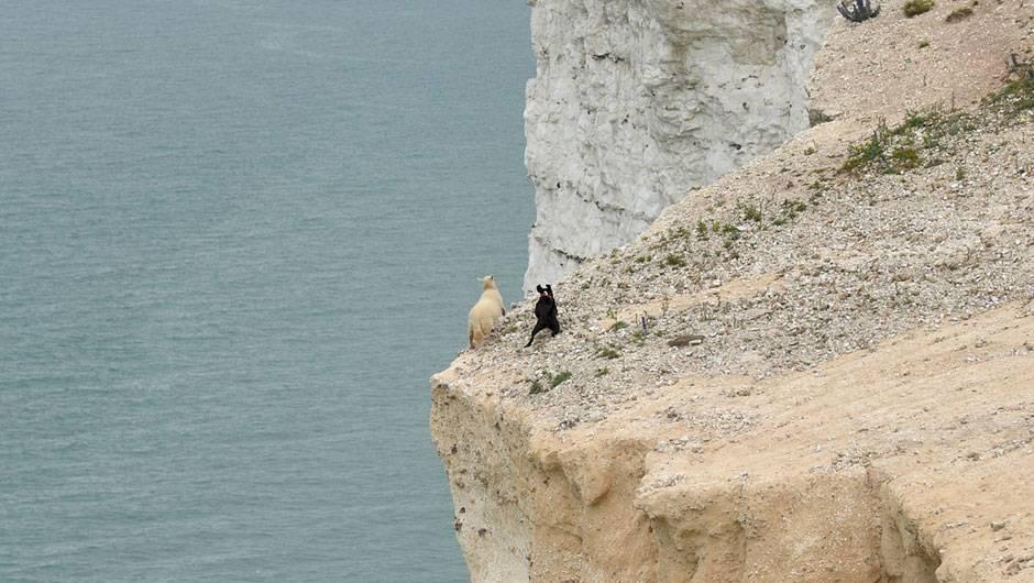 Horrified onlookers watched in terror as one of the sheep got too close to the edge of the cliff while backing away from the dog and fell into the rocks below and died.