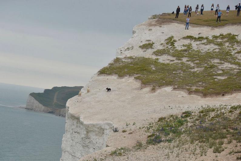 Eddie said: "I was just walking along the Seven Sisters with my camera taking a few photos when I came across the dog attacking the sheep - it had already started when I got there