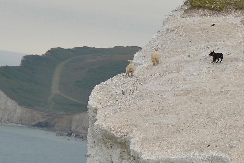 "The dog just moved on to the other sheep while its owners screamed and shouted at him