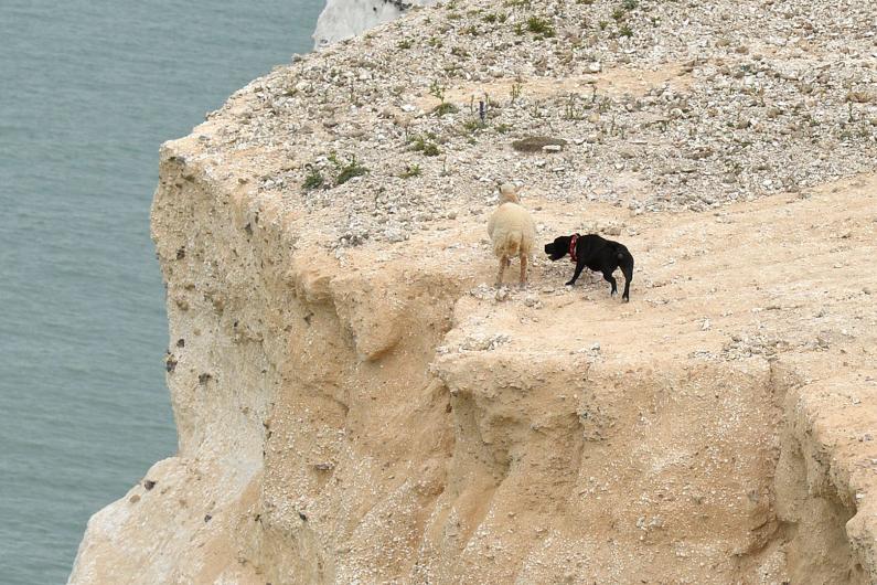 Zoe posted: "This dog chased two lambs resulting in one being forced off the cliff.