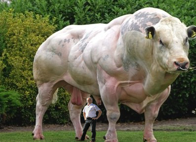 BIGGEST Animals Ever