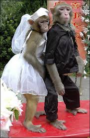 monkey wedding