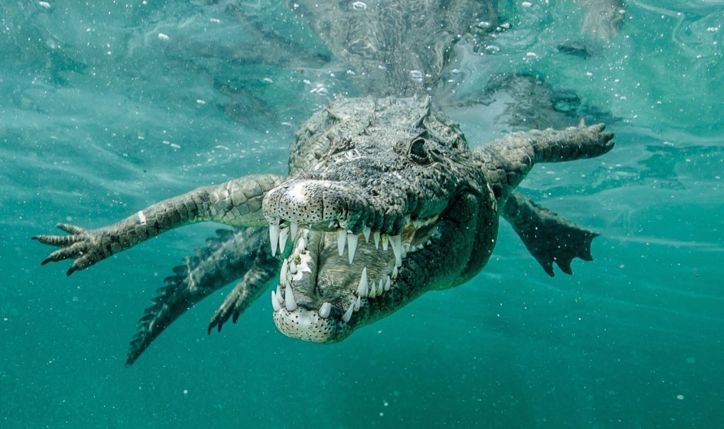 Ricardo Castillo of Mexico was snorkeling off Cuba in hopes of capturing underwater photographs of sharks.