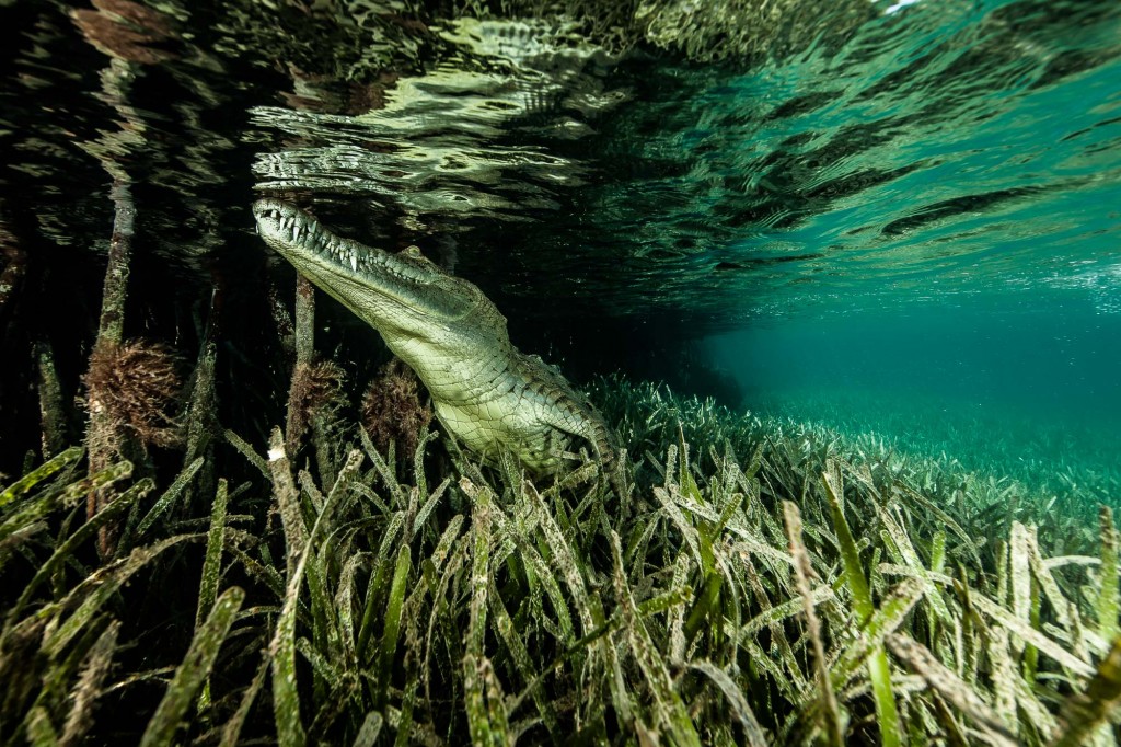 Snorkeler comes face to face with saltwater crocodiles