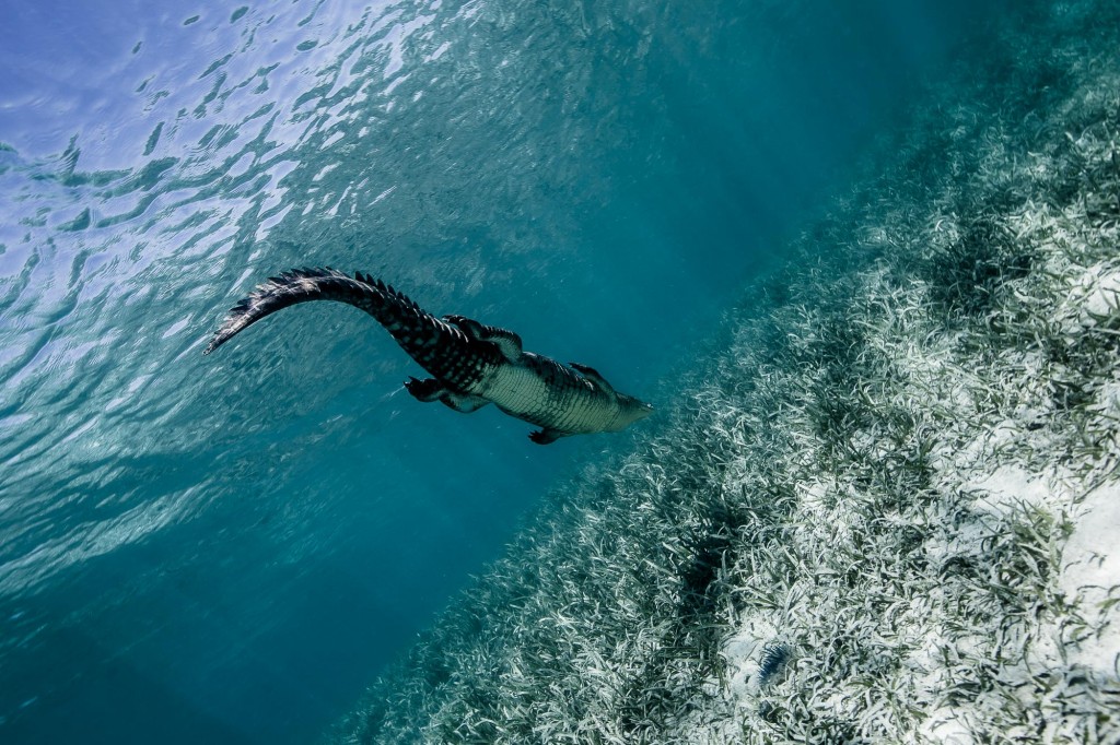 Snorkeler comes face to face with saltwater crocodiles