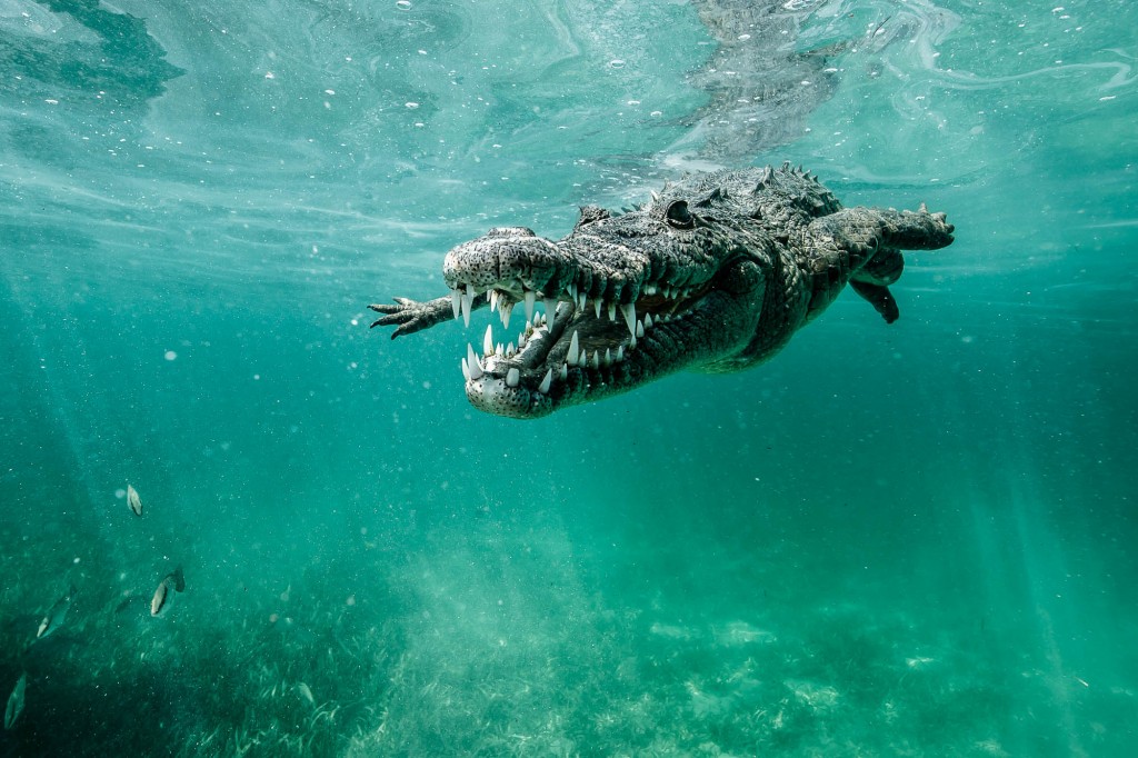 Snorkeler comes face to face with saltwater crocodiles