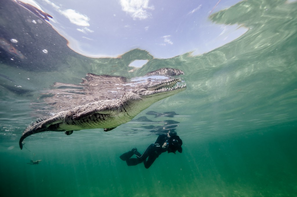 Snorkeler comes face to face with saltwater crocodiles