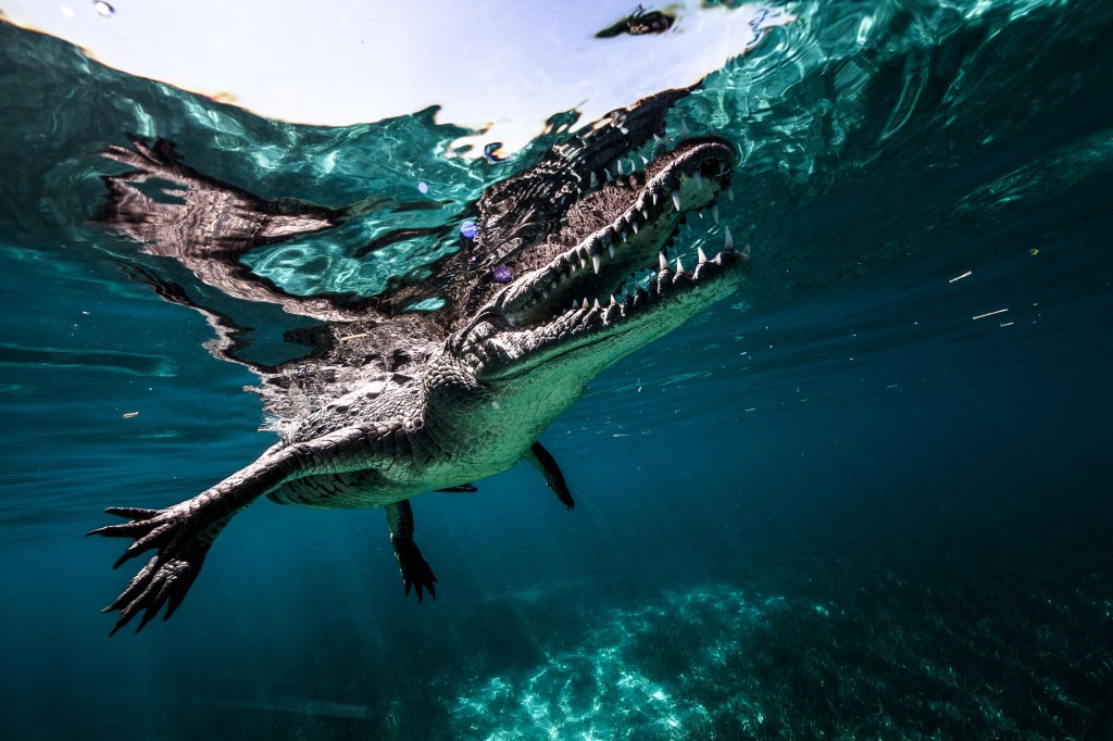 Snorkeler comes face to face with saltwater crocodiles