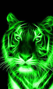 Awesome tiger pictures