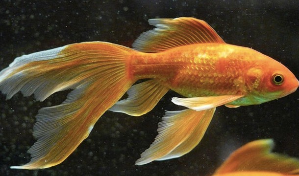 A goldfish can only remember something for 3 seconds
