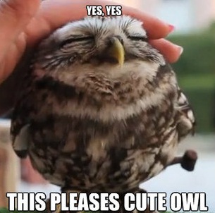 Owl Memes