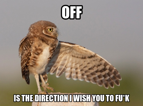 Owl Memes