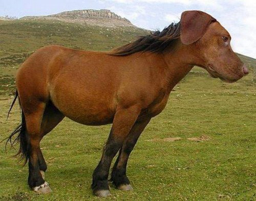 photoshop dog horse