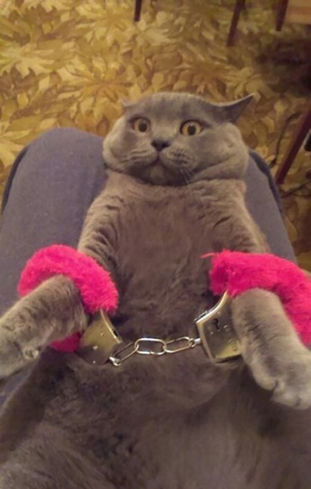 cat wearing pink furry handcuffs