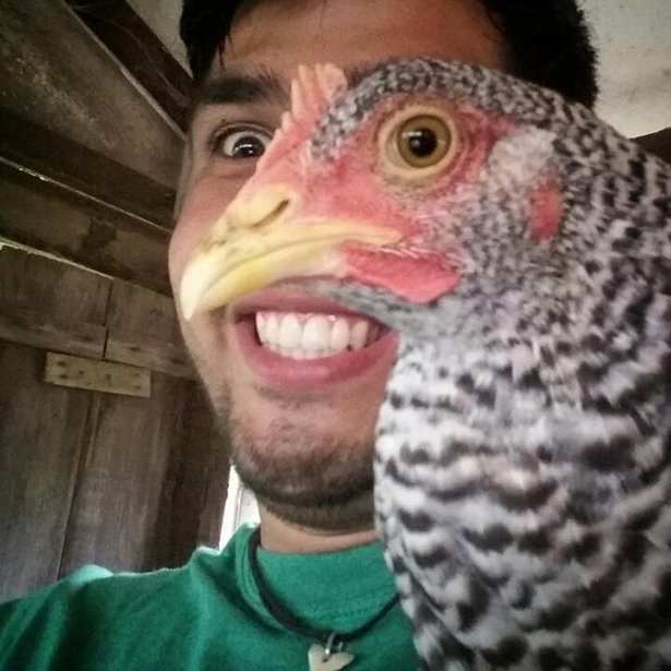 chicken with human
