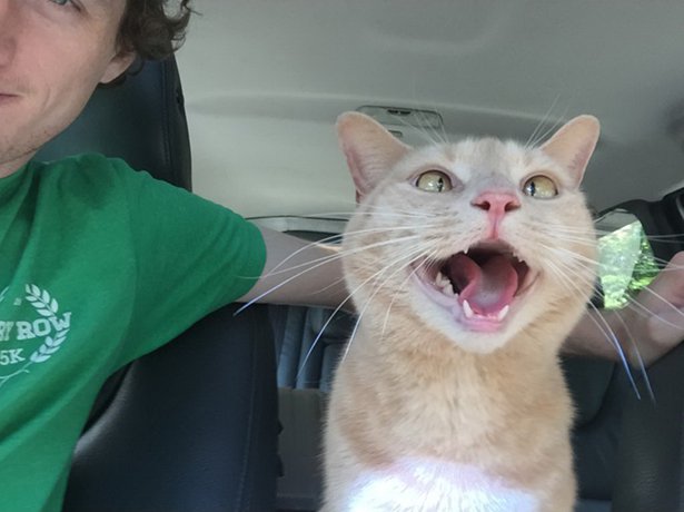 cat freaking out in car