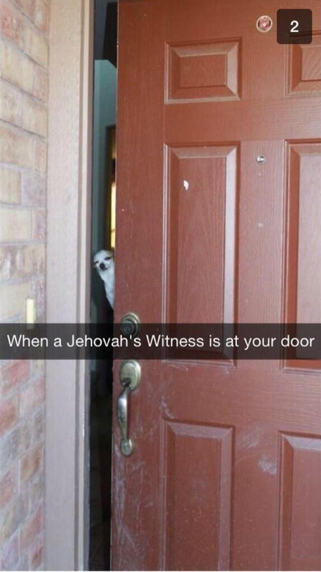suspicious chihuahua meme - N When a Jehovah's Witness is at your door