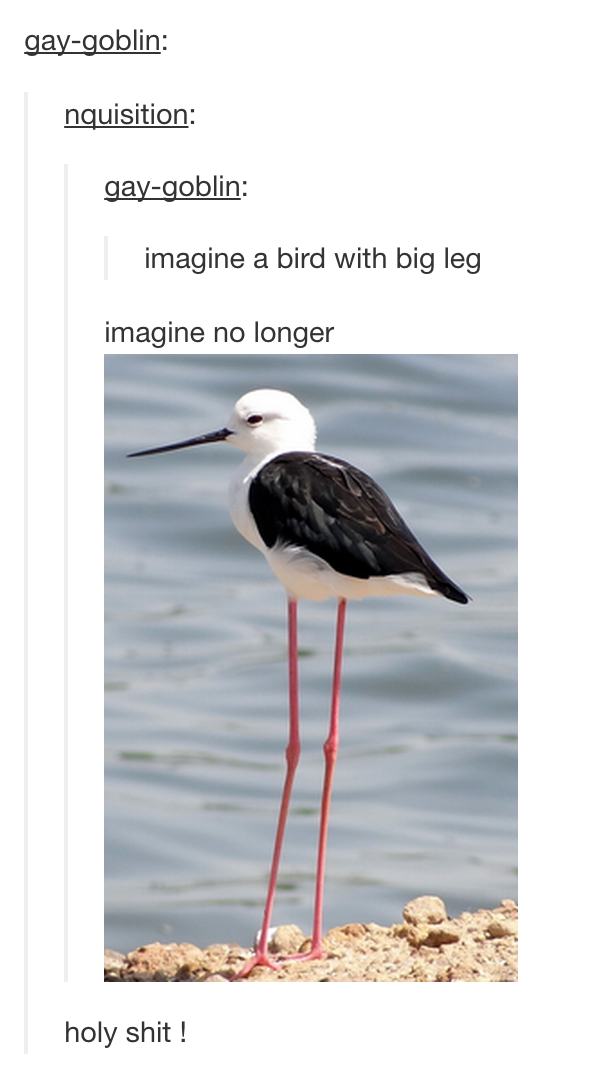 tumblr - bird with thin legs - gaygoblin nquisition gaygoblin imagine a bird with big leg imagine no longer holy shit!