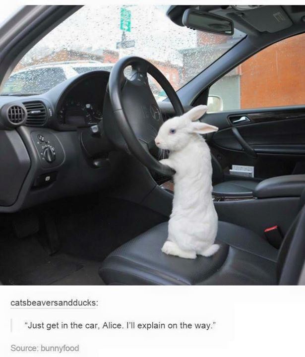 get in the car alice i ll explain on the way - catsbeaversandducks "Just get in the car, Alice. I'll explain on the way." Source bunnyfood