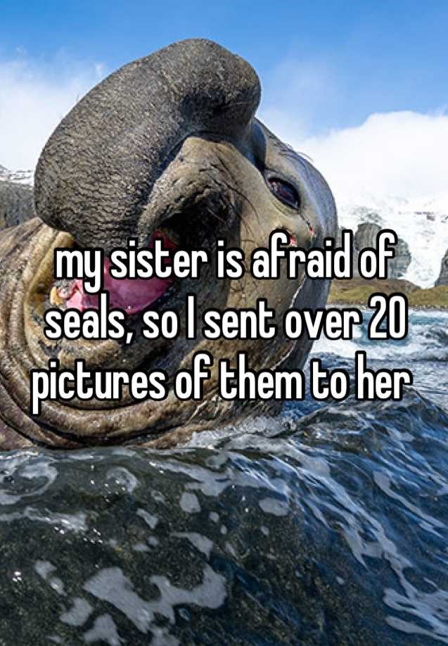 whisper -happy elephant seal - my sister is afraid of || seals, so I sent over 20 pictures of them to her
