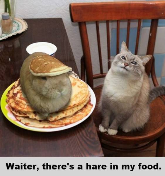 there's a hare in my pancakes - Waiter, there's a hare in my food.