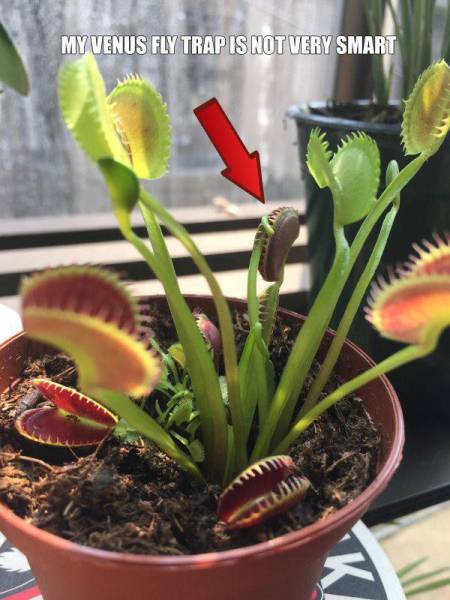 venus flytrap meme - My Venus Fly Trap Is Not Very Smart Tm