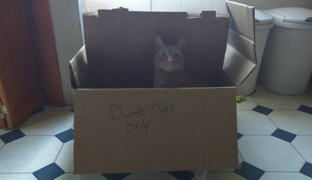 cat - Dumb Cats only