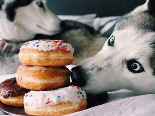 donuts and dogs