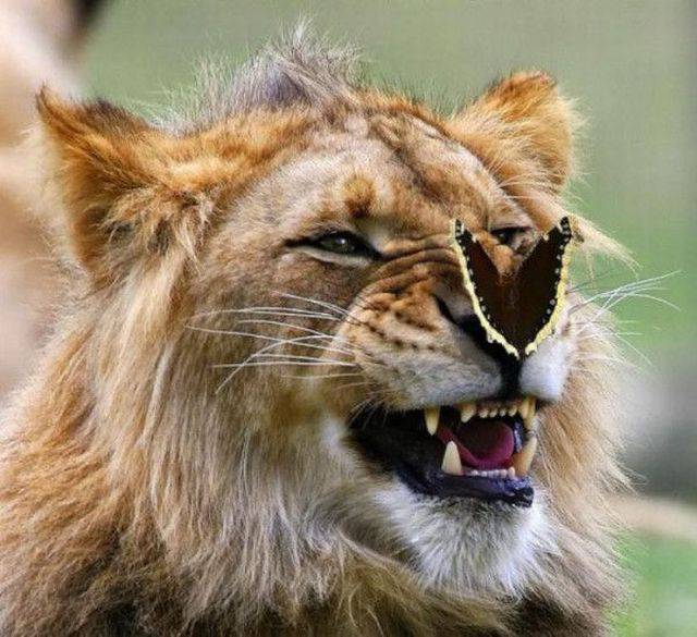 lion with butterfly