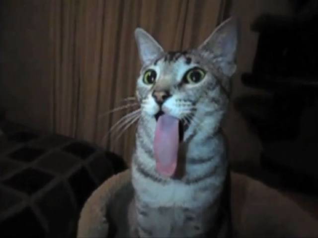 cat has long tongue