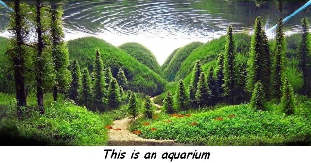 landscaping aquarium - This is an aquarium