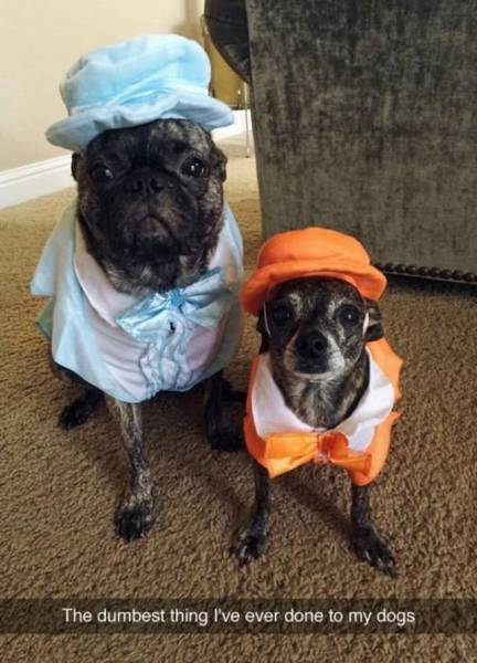 pug - The dumbest thing I've ever done to my dogs