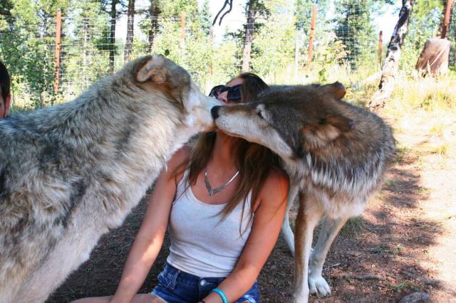 wolf kiss