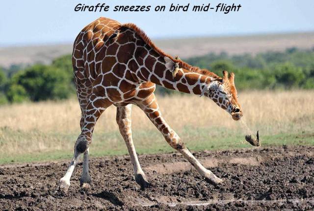 giraffe sneezing - Giraffe sneezes on bird midflight