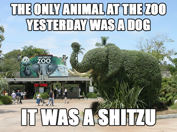 dad jokes - san diego zoo - The Only Animalat The Zoo Yesterday Was A Dog San Diego Zoo It Was A Shitzu