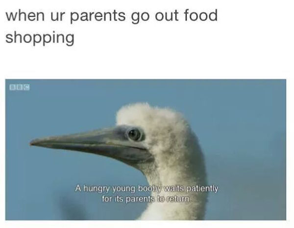 meme stream - young booby meme - when ur parents go out food shopping Og A hungry young booby waits patiently for its parents to return