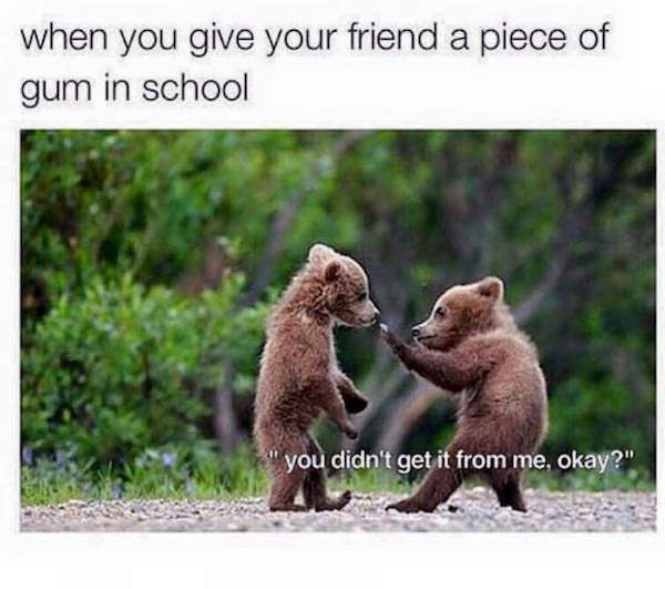 meme stream - funny animal photos for kids - when you give your friend a piece of gum in school you didn't get it from me, okay?