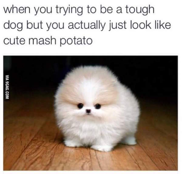 meme stream - puppy memes - when you trying to be a tough dog but you actually just look cute mash potato Via 9GAG.Com