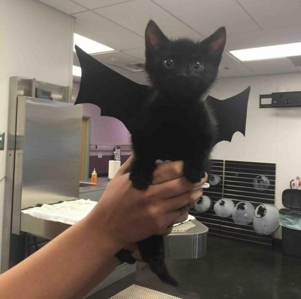 cat dressed up as a bat