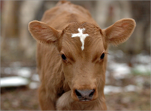 Cross in the head of this cow