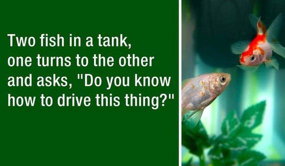 dad jokes - two fish in a tank joke - Two fish in a tank, one turns to the other and asks, "Do you know how to drive this thing?"